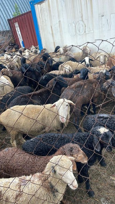Овцы Бараны на Курбан  байрам