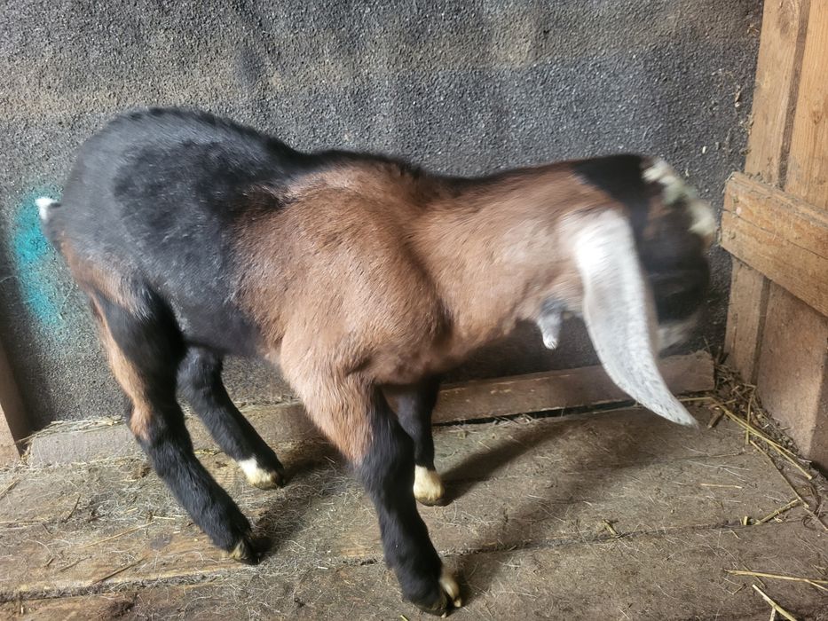 Tap de tinut si crescut