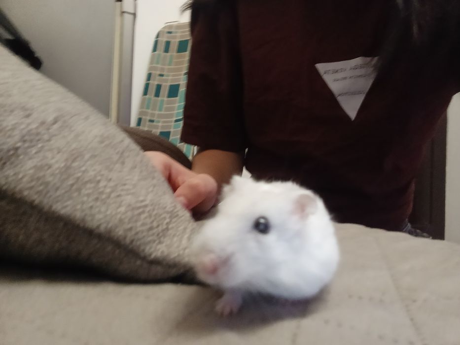 Hamster de dat in adopție