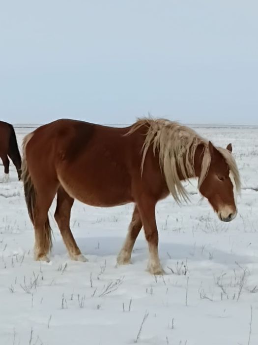Продам лошадей жеребых