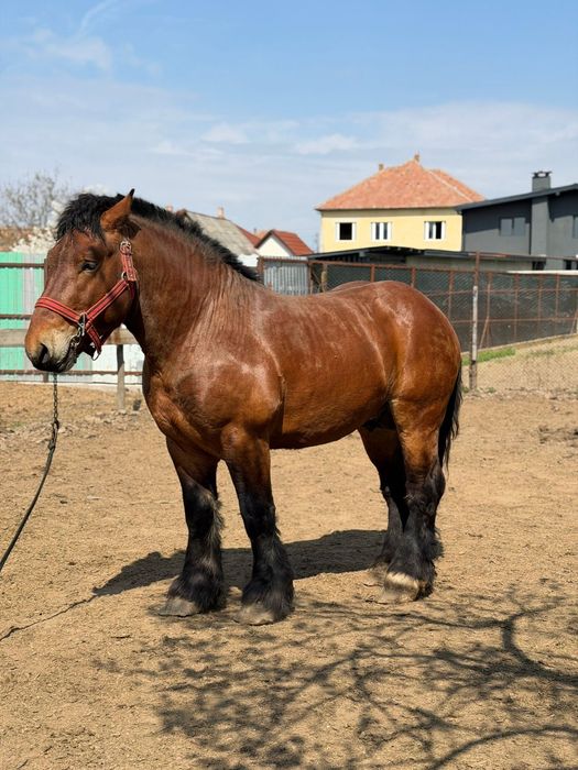 Armăsar ardenez de montă
