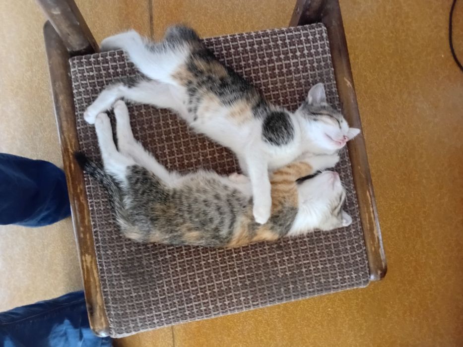 Котята 2 девочки близняшки.