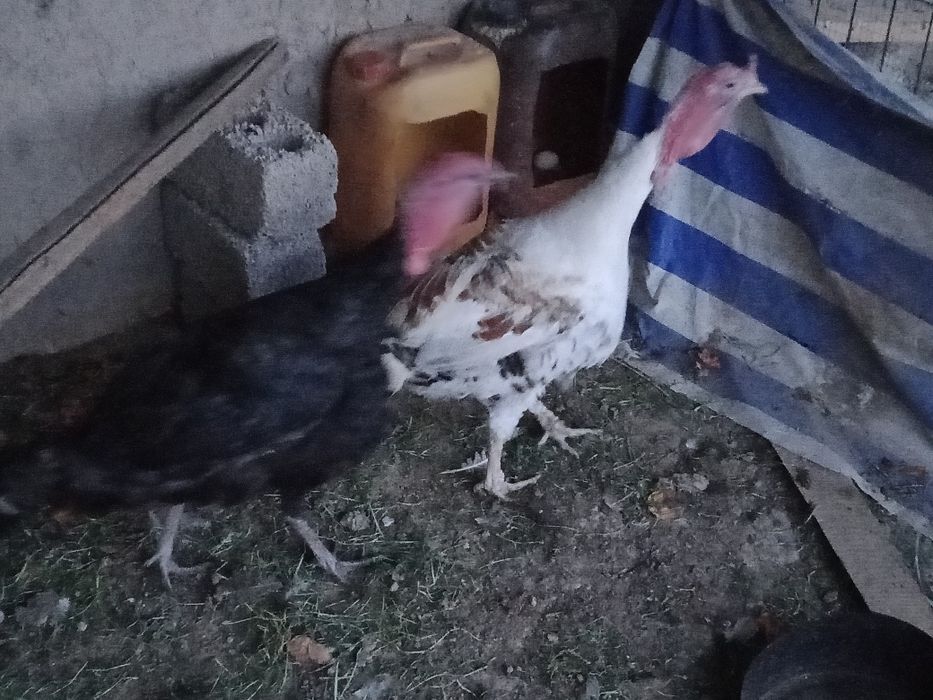 Kurka Xo'rozlari sotiladi