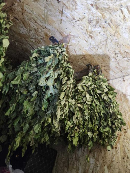 Веники березовые свежие.