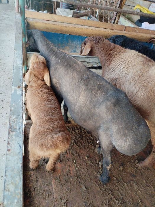 Ona bola qoy sotiladi bolasi arashan qochqor