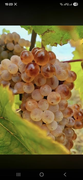 Vând struguri de vin productie 2026