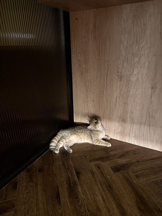 Котенок шиншилла 3 месяца