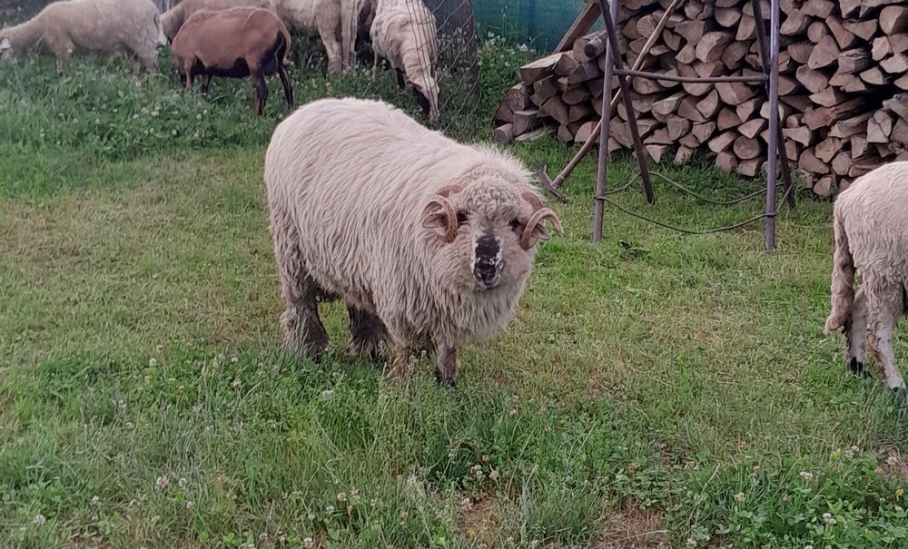 Berbec bun de prasila