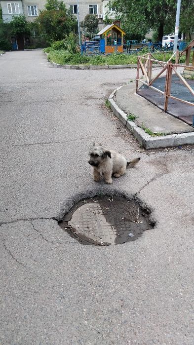 Отдам щенят в хорошие руки