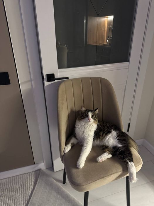 Домашний кот Дымок