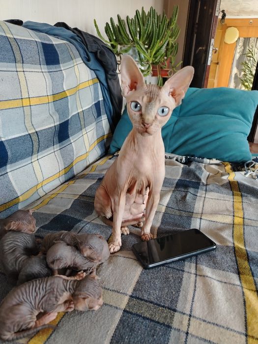 Котята сфинкс бронь