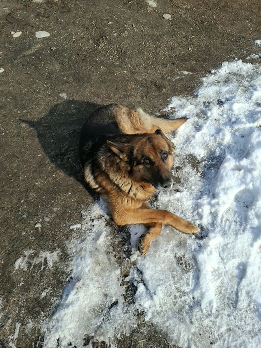 Продам девочку и мальчика