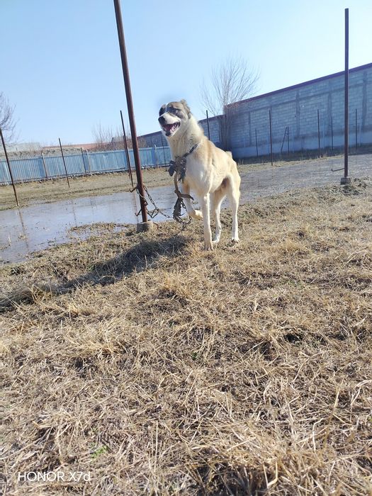 Alabay zotli itimiz bor