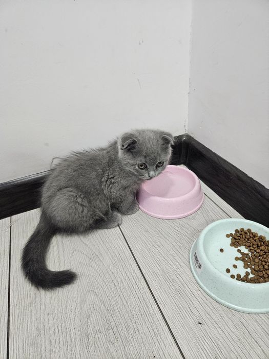 Mushuk sotiladi Scottish fold