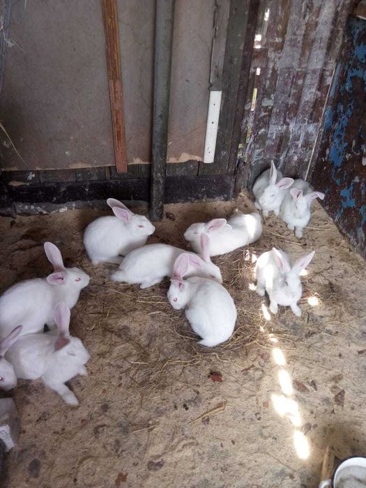 Продам кроликов.