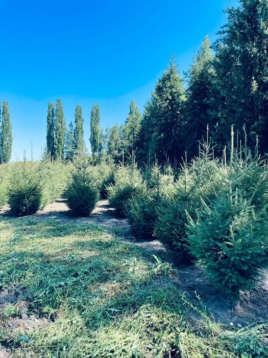 Ели, сосна, берёза, липа