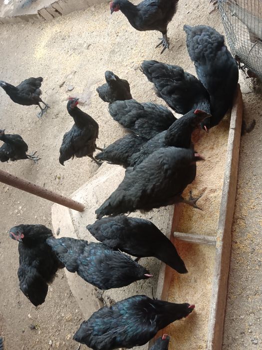Cocoșei austrolorp vârstă 3 luni