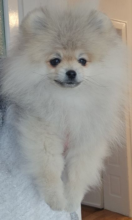 Pui mascul Pomeranian cu pedigree FCI