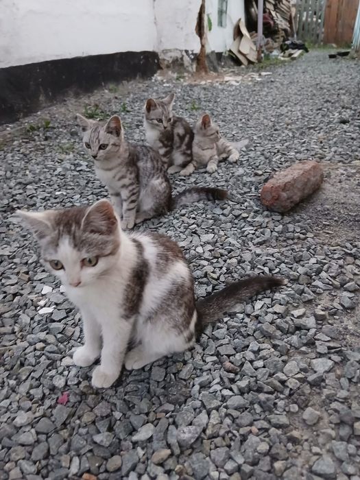 Отдам в добрые руки