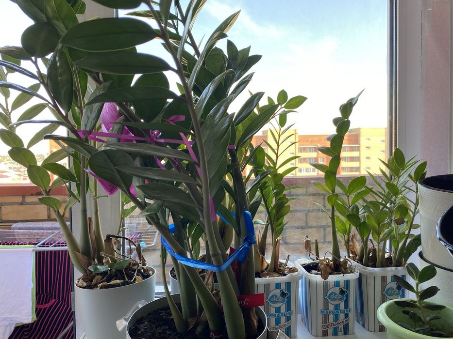 Продам комнатные растениЯ, цветы