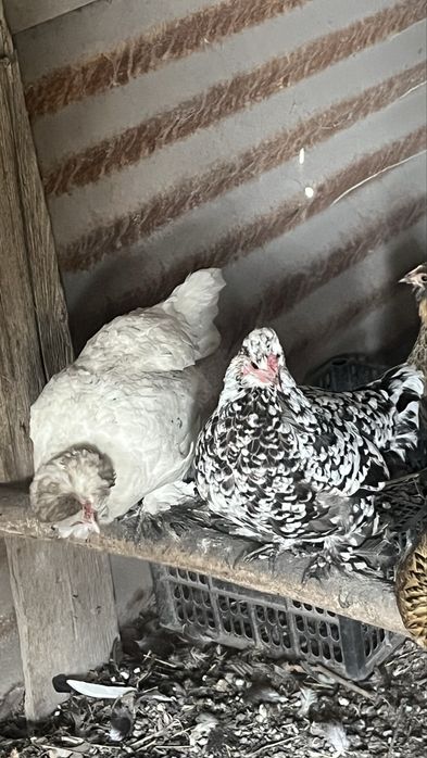 Продам курицы японские