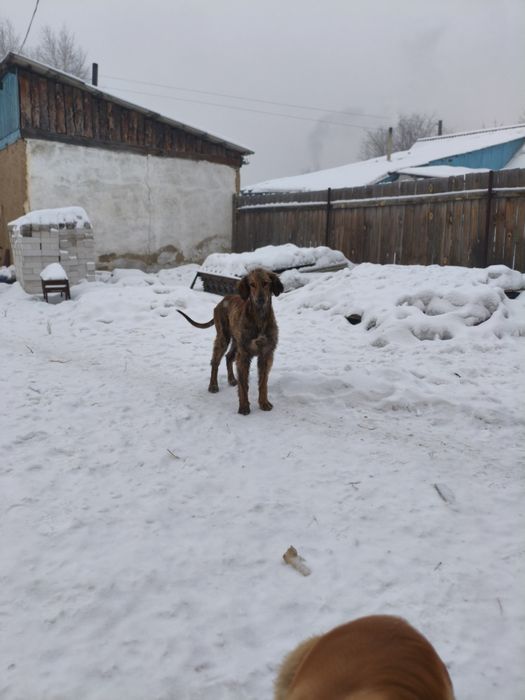 Сабака породы Тазы