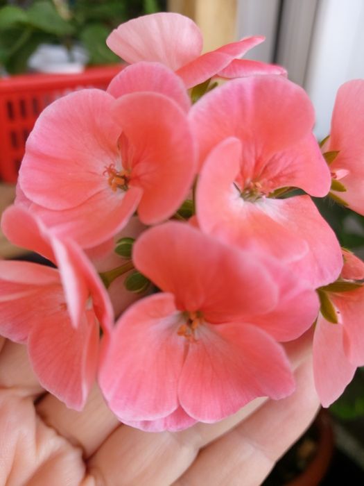 Продам пеларгонии