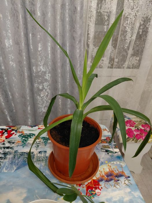 Продам шифлеру и юкку