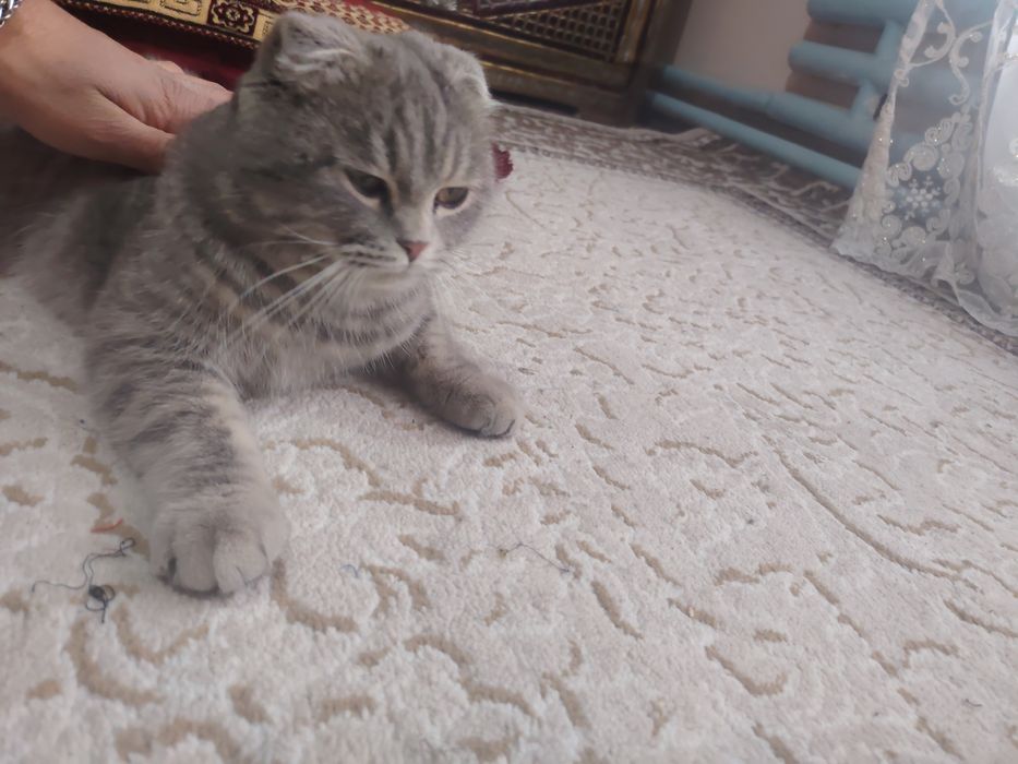 Scottish fold mushugi sotiladi