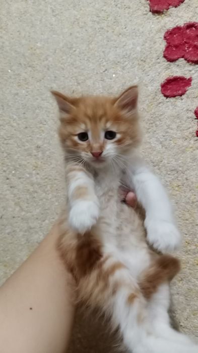 Котята домашние. Отдам даром