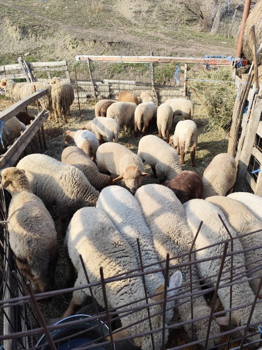 Vand oi cu miei mari