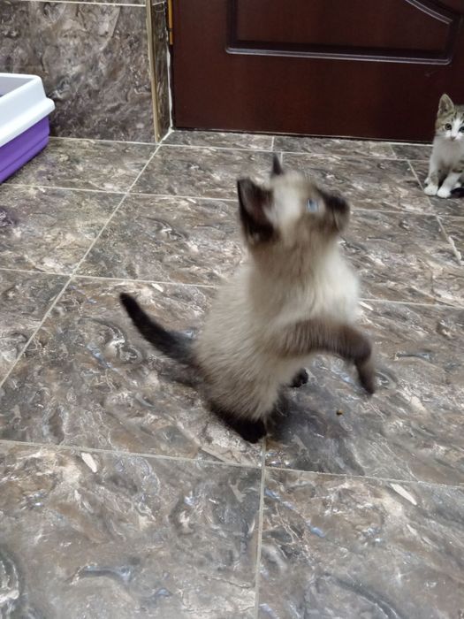 Продаёте котята Сотилади Мушу болачалари