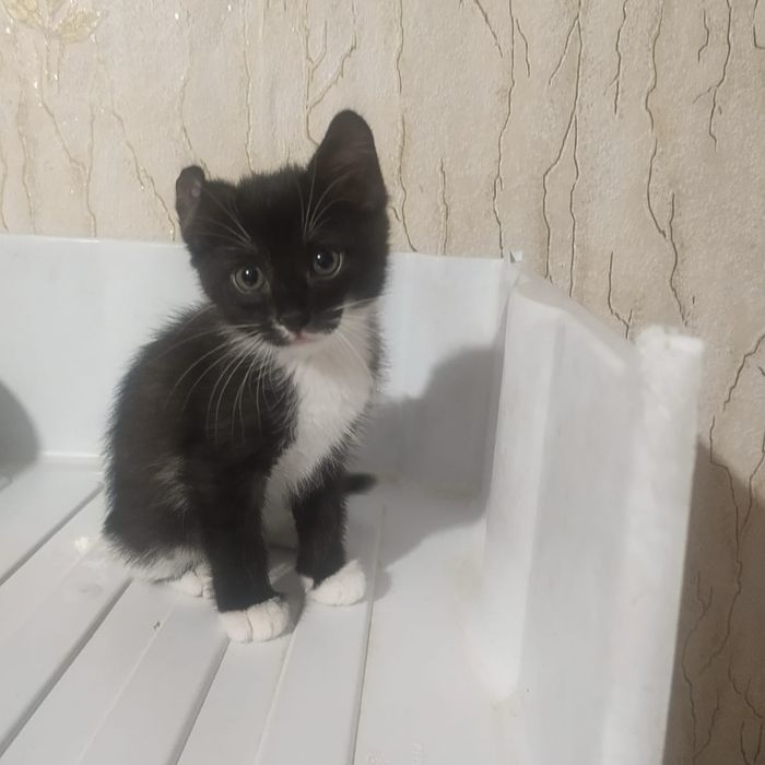 отдам котят 1,5 месяца