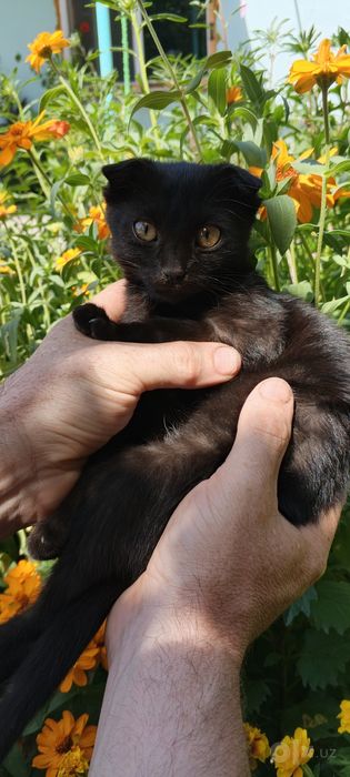 Продаются котята , оба мальчика.