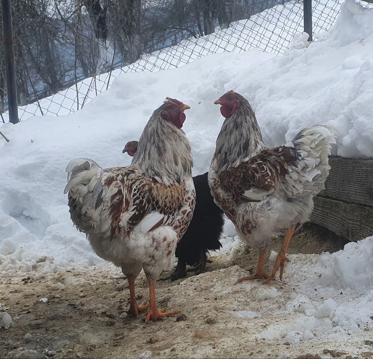 Cocoși  Wiandotte Splash