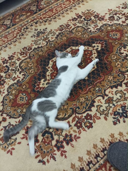Срочно котик в добрые руки
