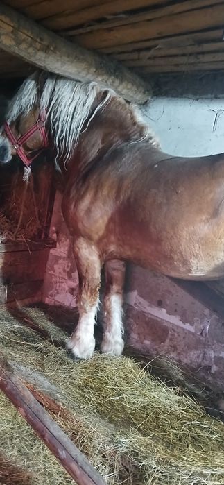 Vând un harmasar de osedit de frumos de 6 ani