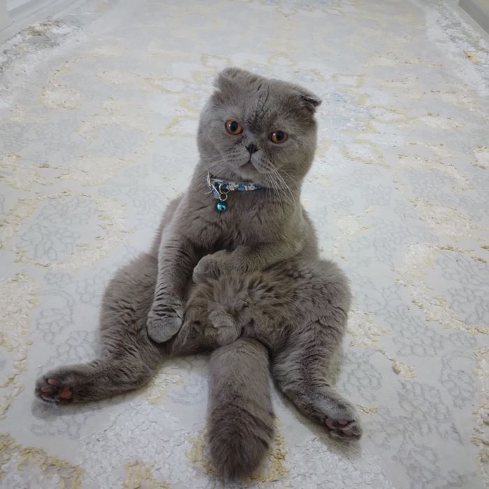 Скотиш фолд 1ёшда еркак