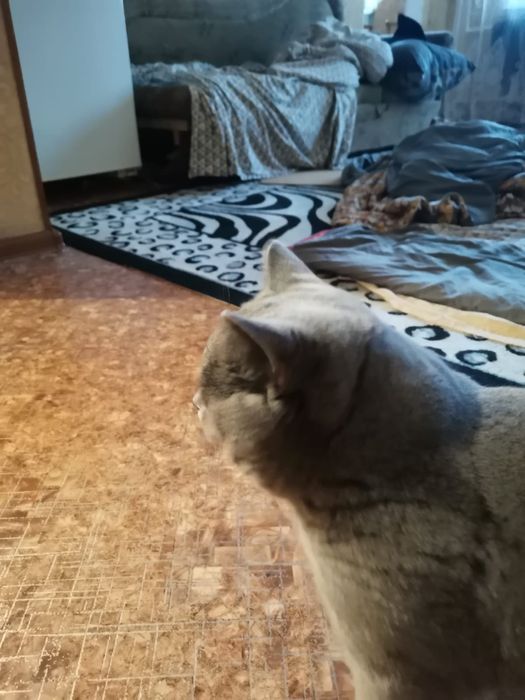 Кот. Британский кот