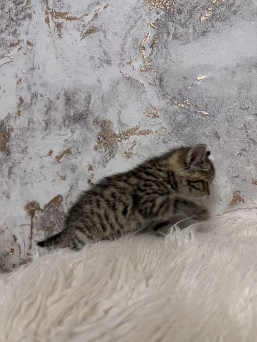 Продам шотландку окрас тигррвый