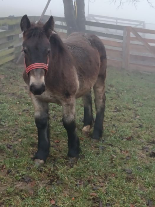 De vânzare minza de 6 luni