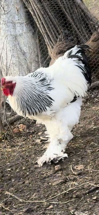 SUPER cocoși brahma !