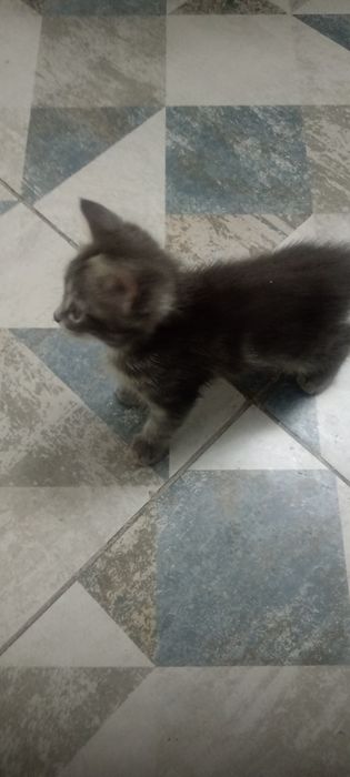 Котята от вислоухой