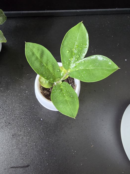 Комнатные растения цветы