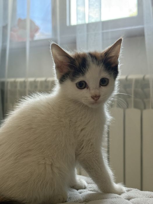 Отдам котёнка в добрые руки!