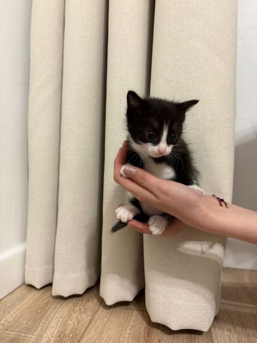 Отдаю котят в добрые руки