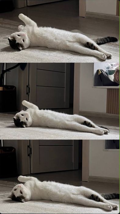 Кошка бесплатно. Мысық тегін