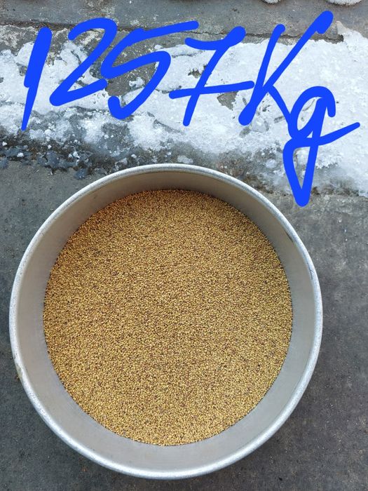 Samanta de lucernă, trifoi, iarbă  și borceag