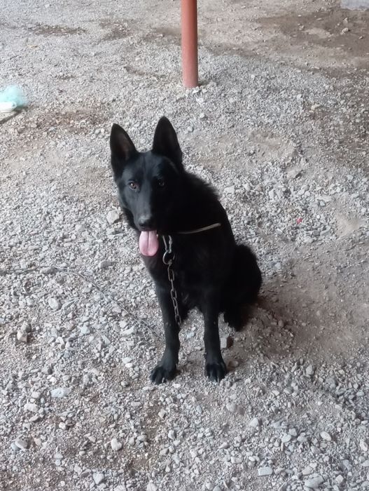 Sharqiy Yevropa zotli afcharka