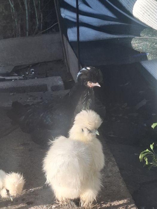 Familie moțată olandeză